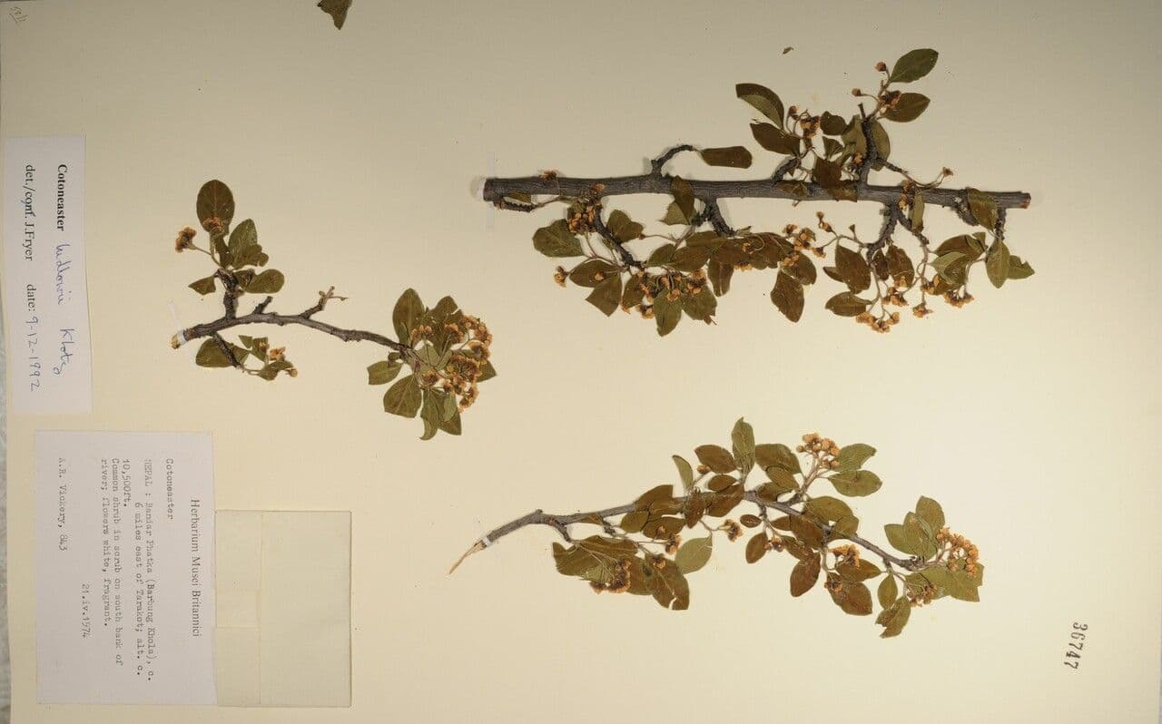 Cotoneaster 7