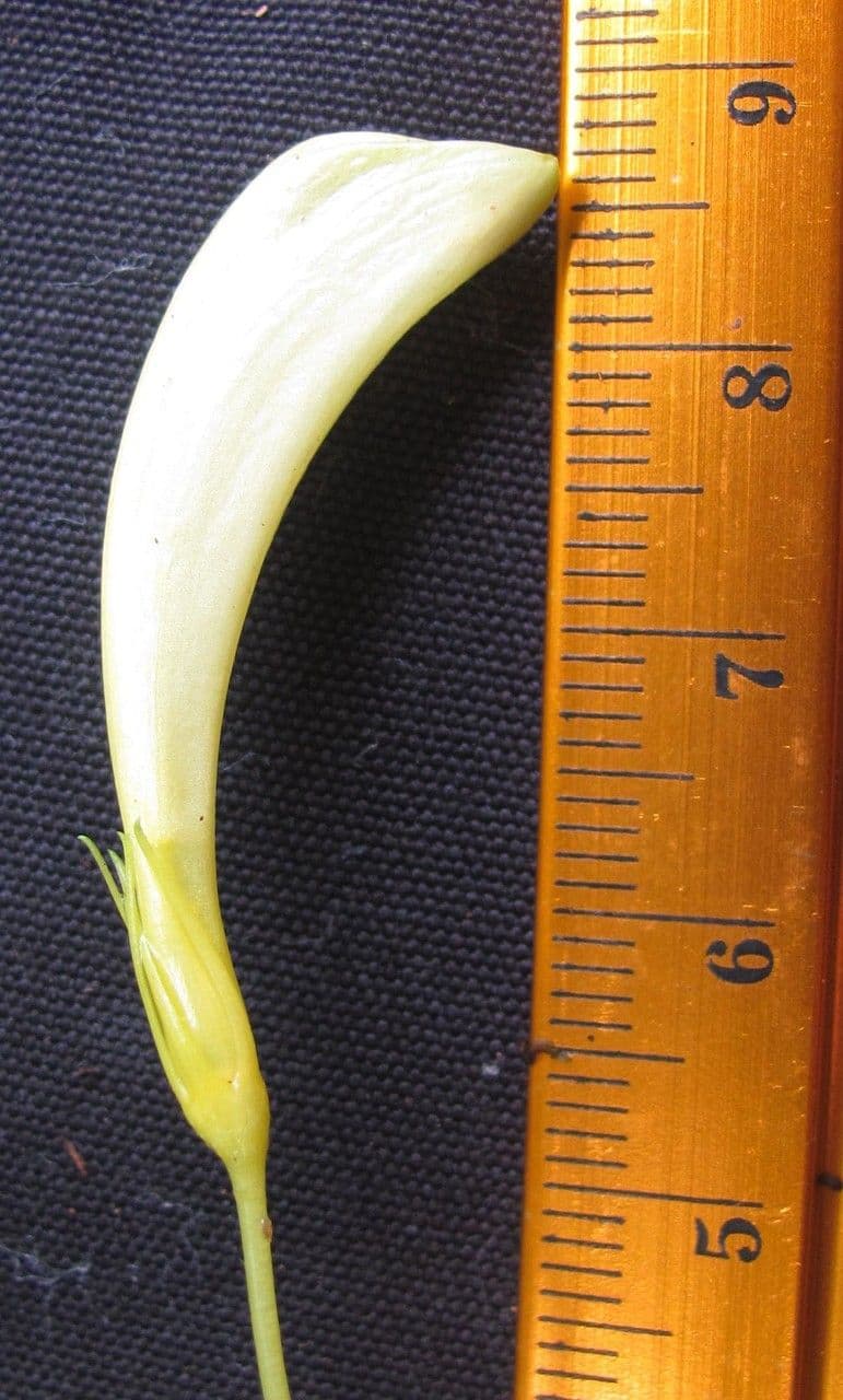 Stenostephanus 4