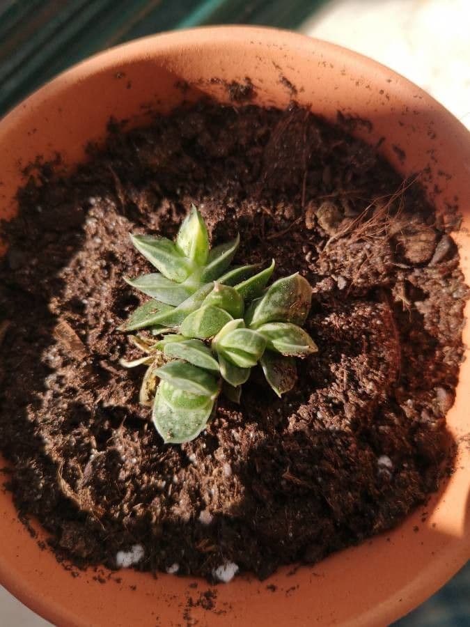 Callisia 12