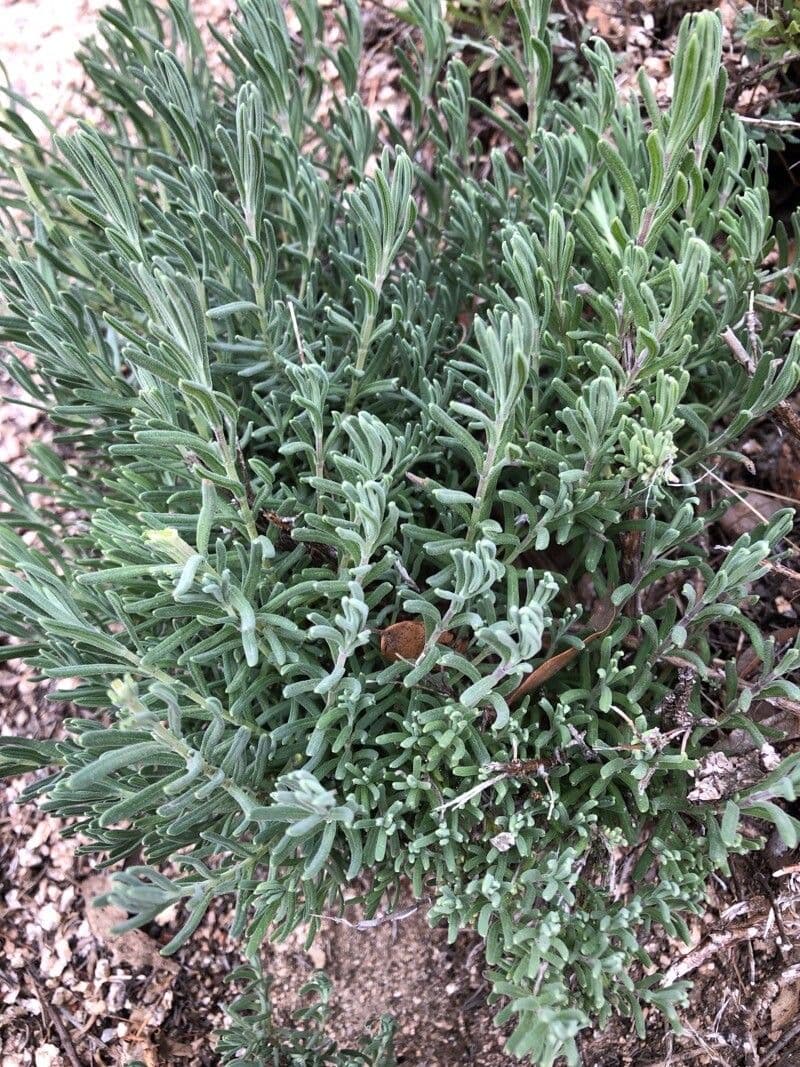 Teucrium 8