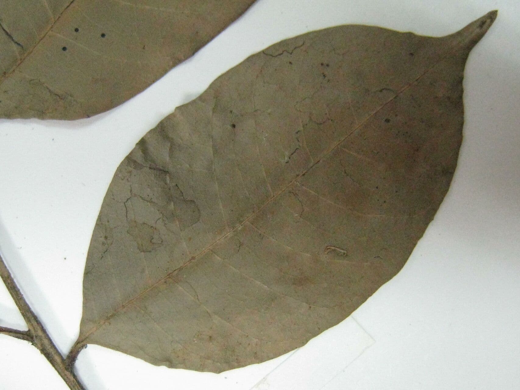 Trichilia 4