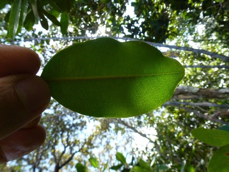 Tristaniopsis 8