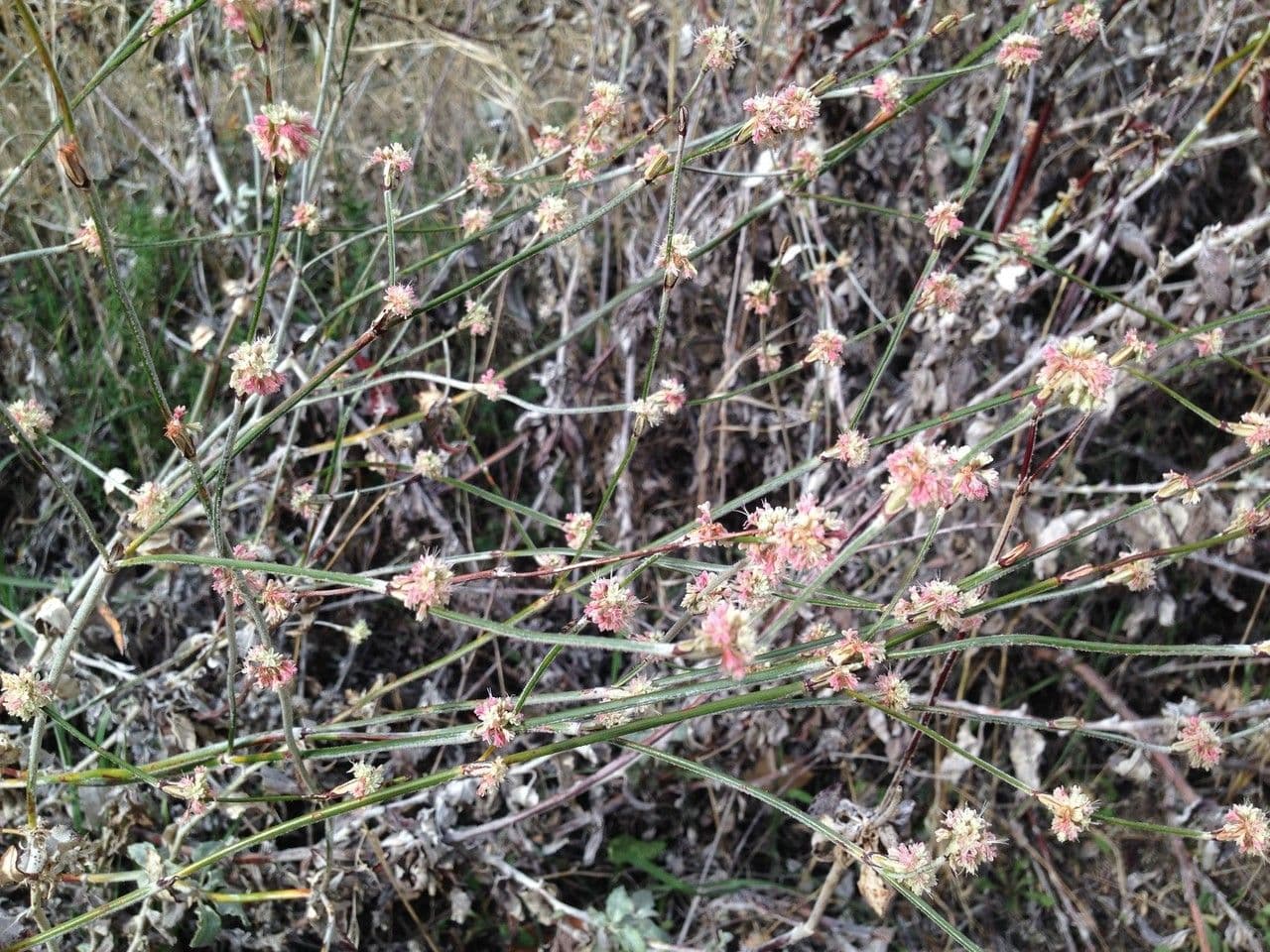 Eriogonum elongatum 7
