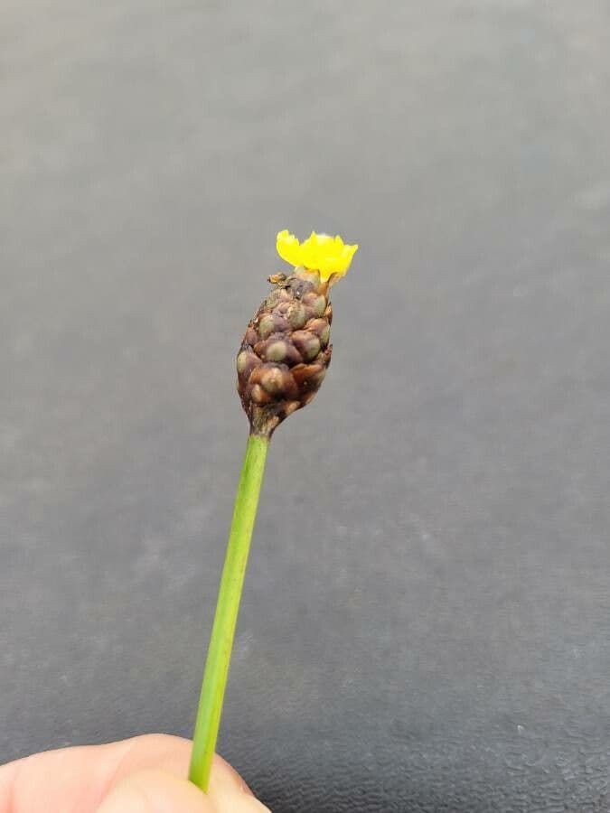Xyris laxifolia 5