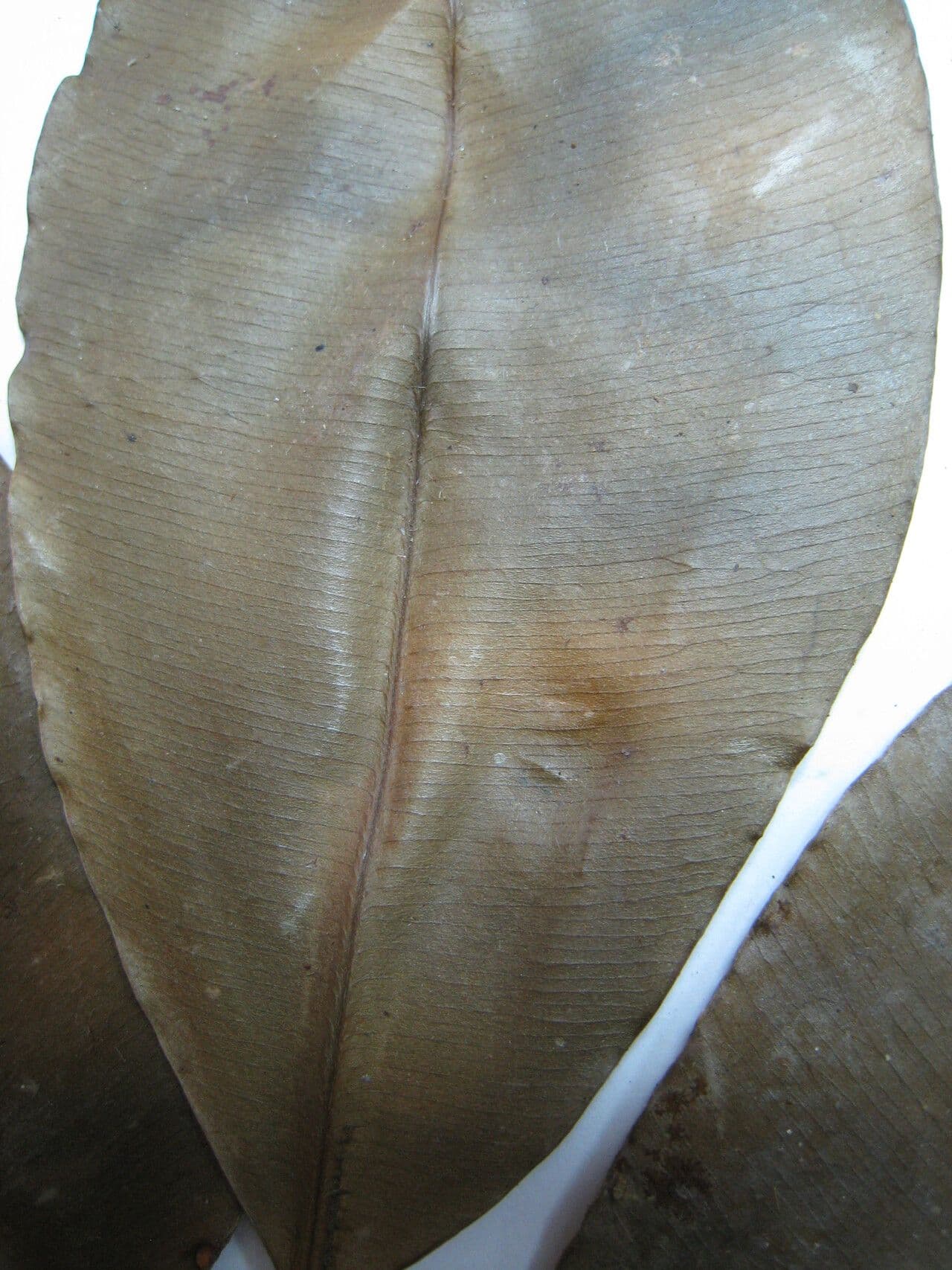 Micropholis 4