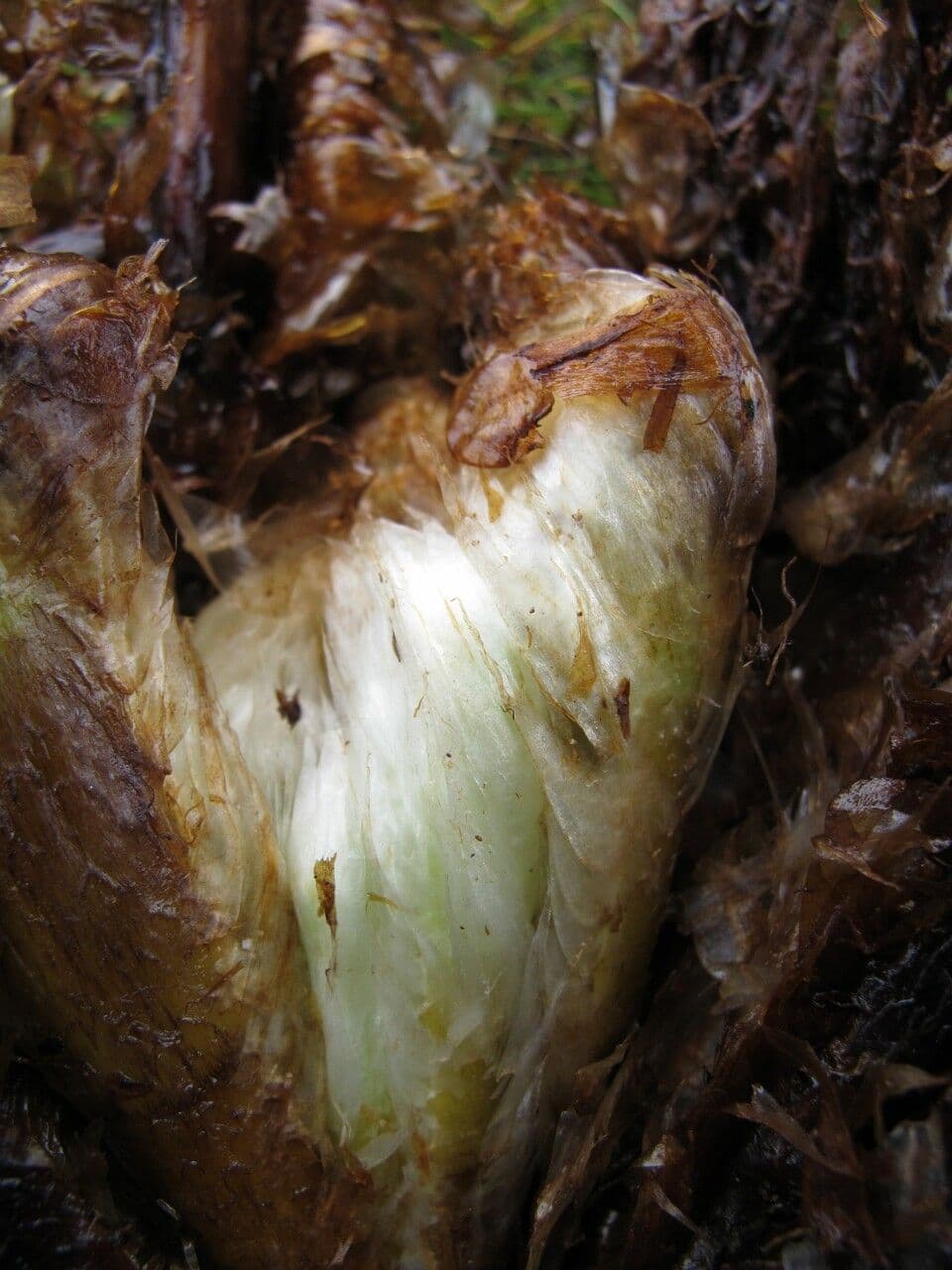 Athyrium 6