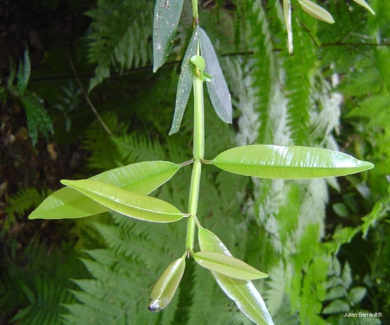 Syzygium 10