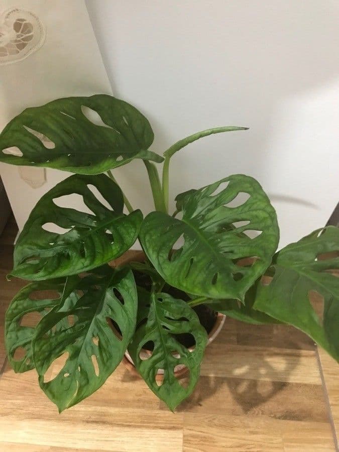 Monstera adansonii 15
