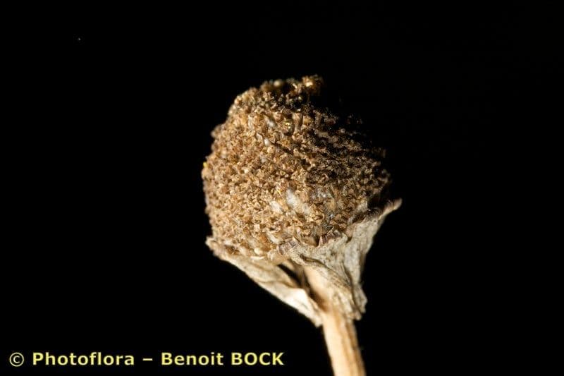 Camomilla romana 3