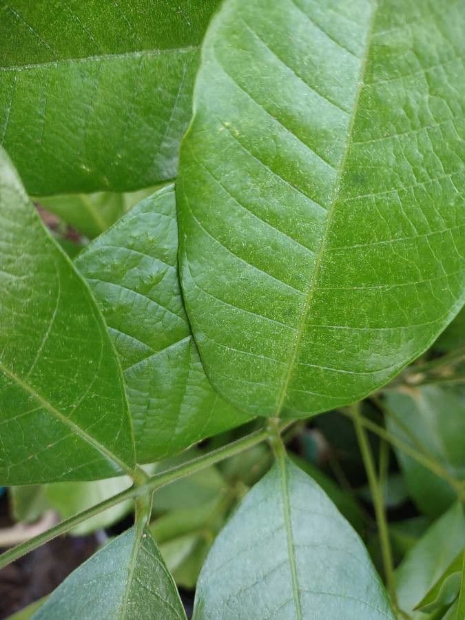 Trichilia 14