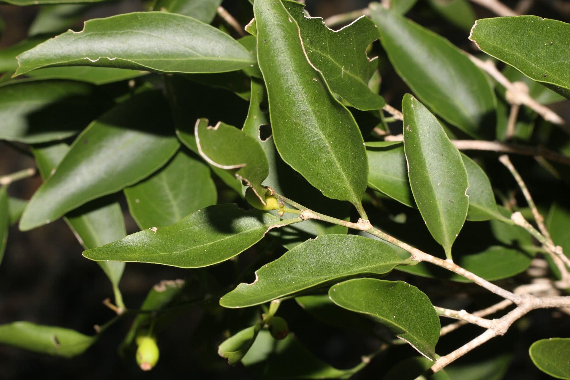 Schoepfia di Schreber 10