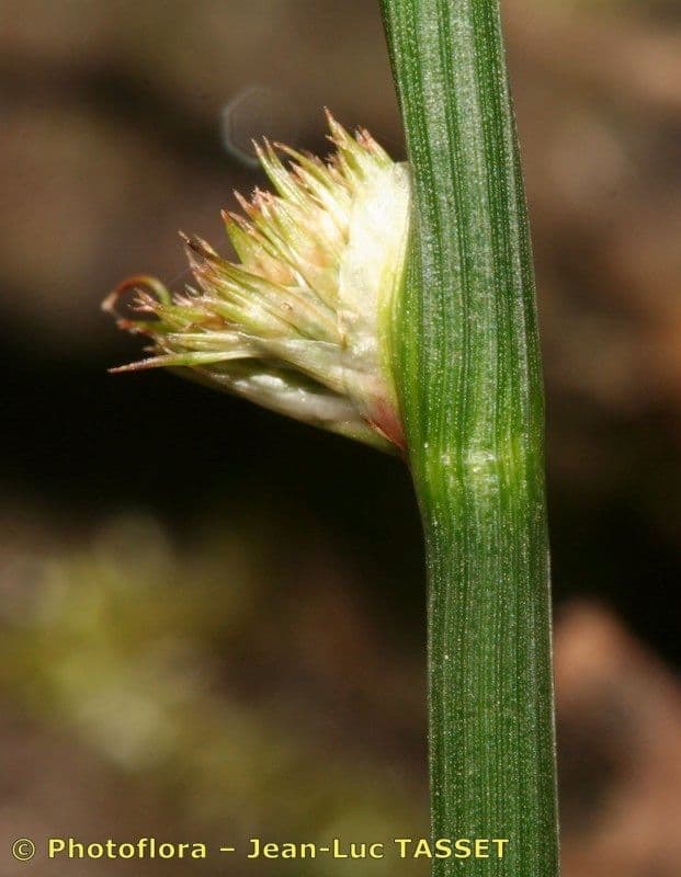 Giunco conglomerato 24
