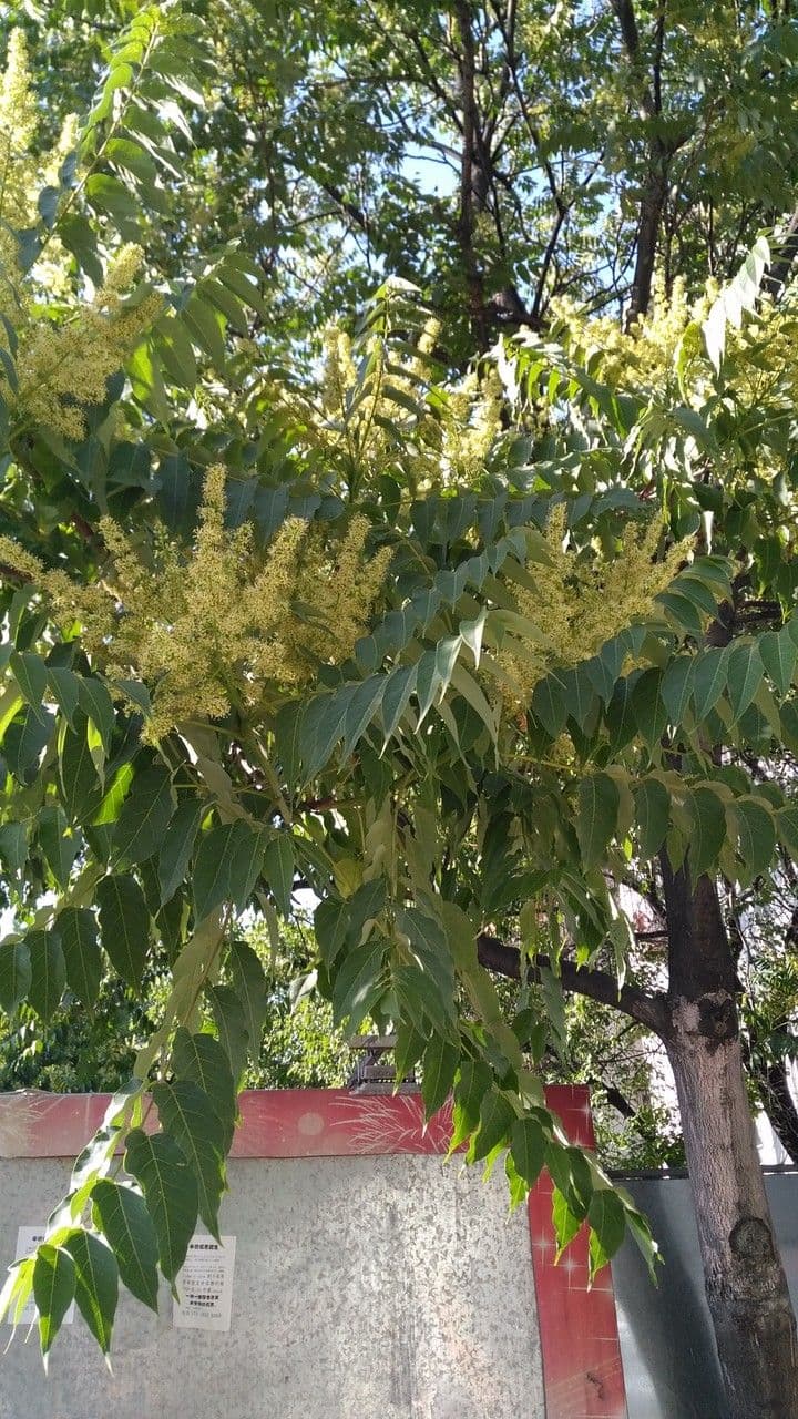 Ailanto 6