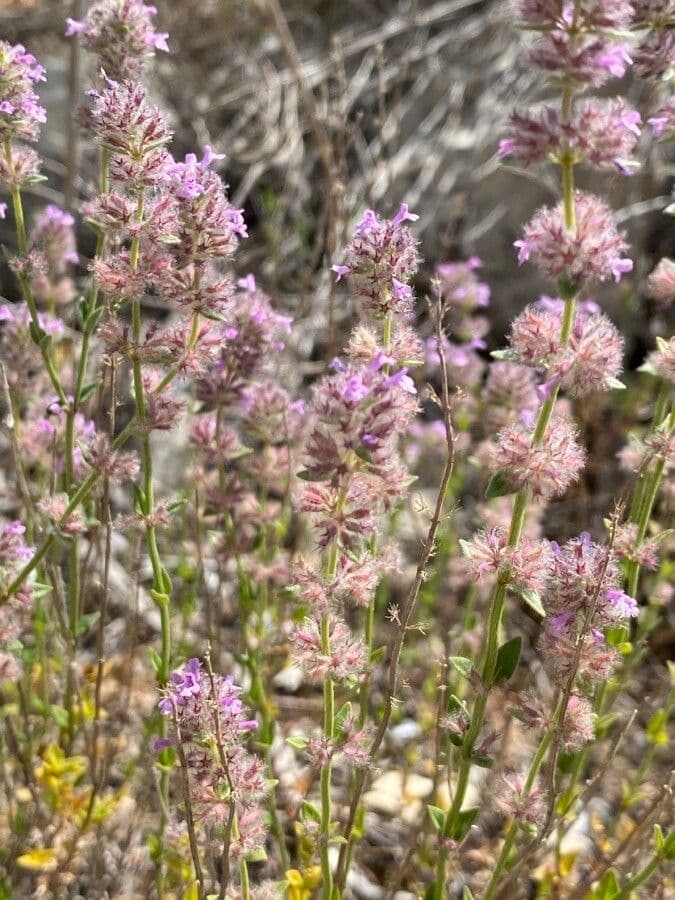 Micromeria