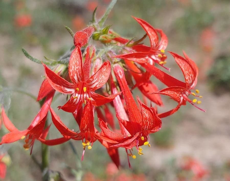 Ipomopsis 6