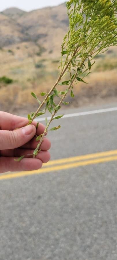 Chrysothamnus à feuilles collantes 13