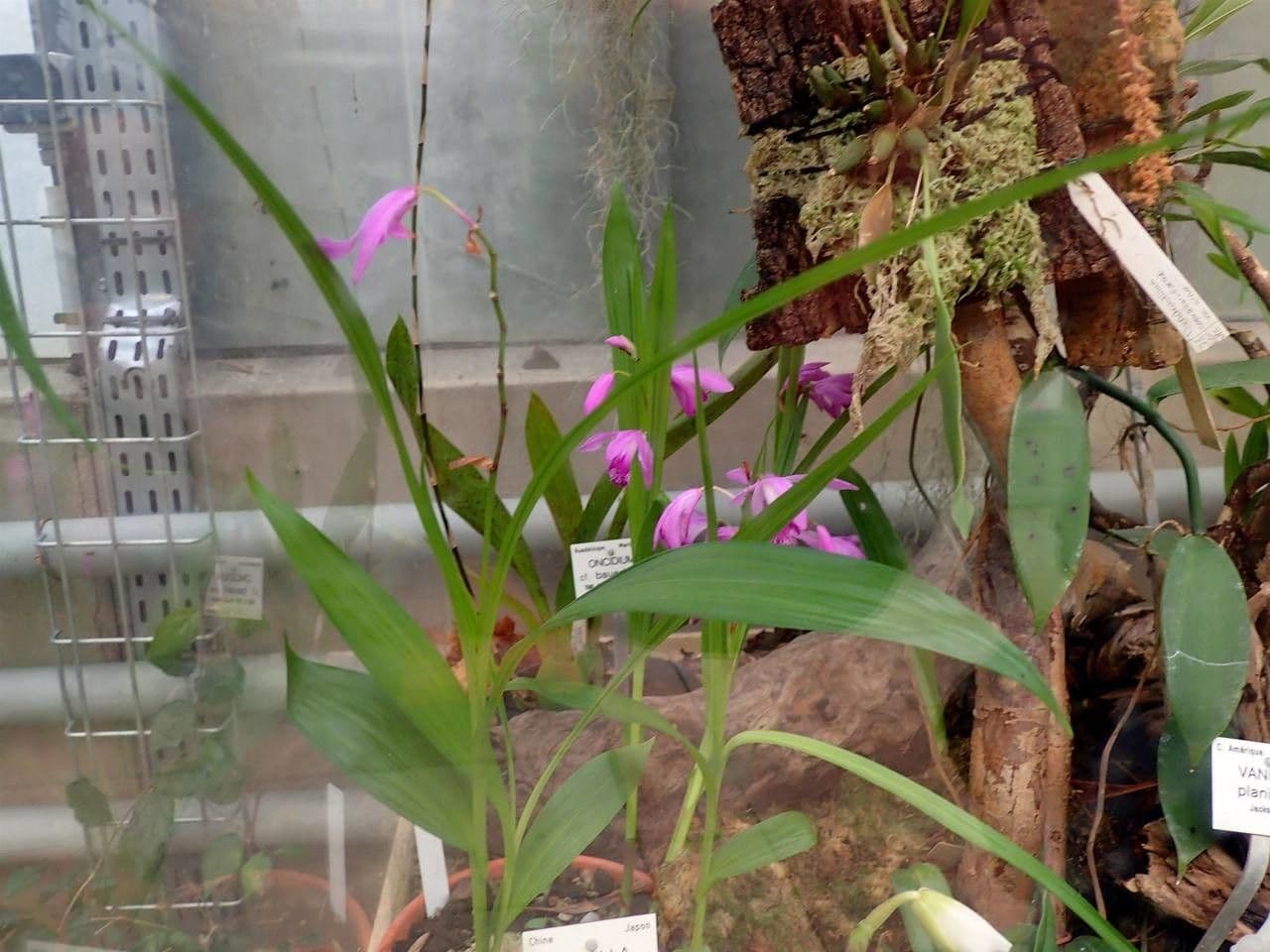 Bletilla striata 10