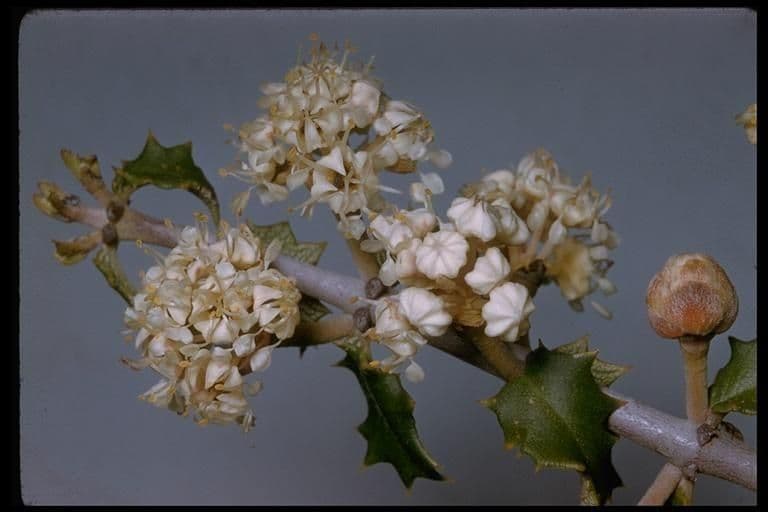 Ceanothus 4