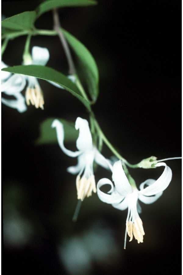 Styrax americký 6
