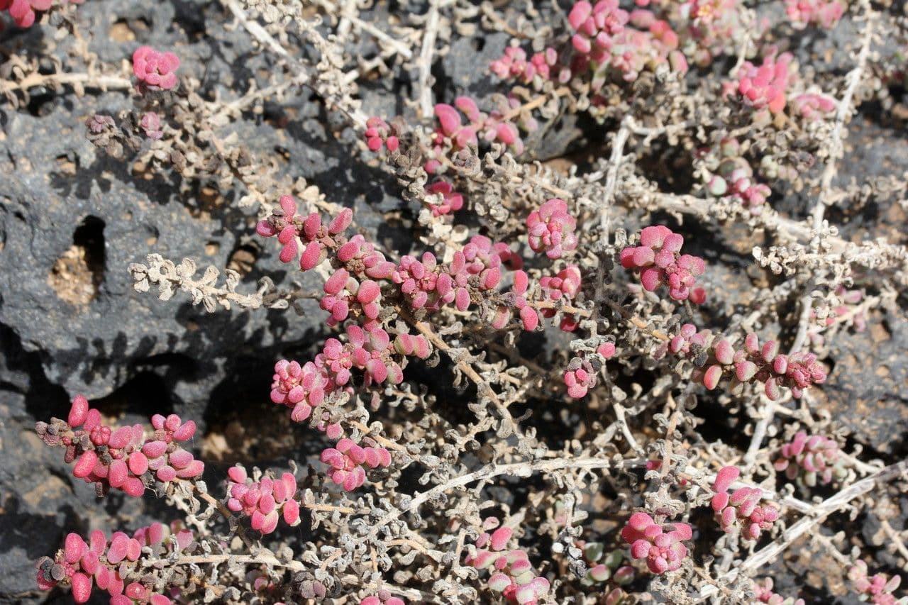 Suaeda vermiculata 8
