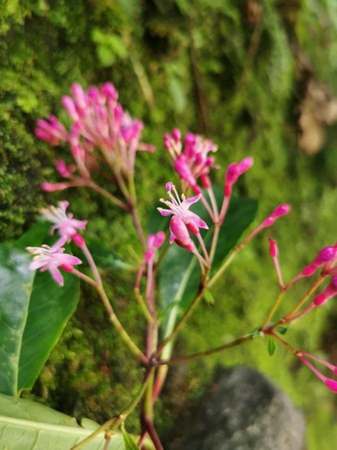 Fuchsia 3