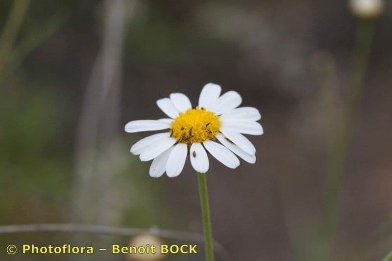 Argyranthemum