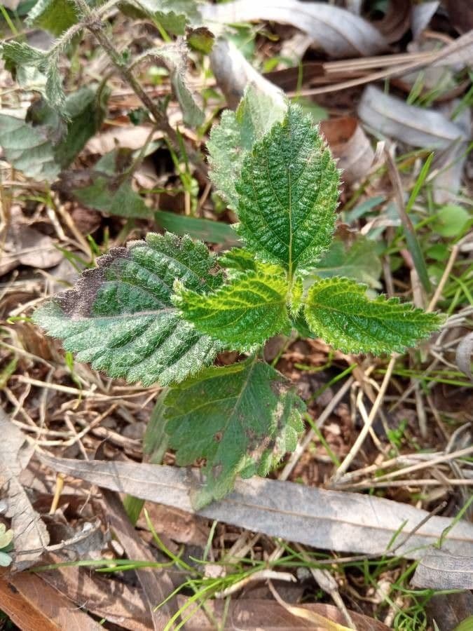 Lantana 19