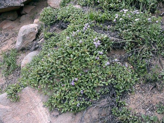 Ceanothus 12