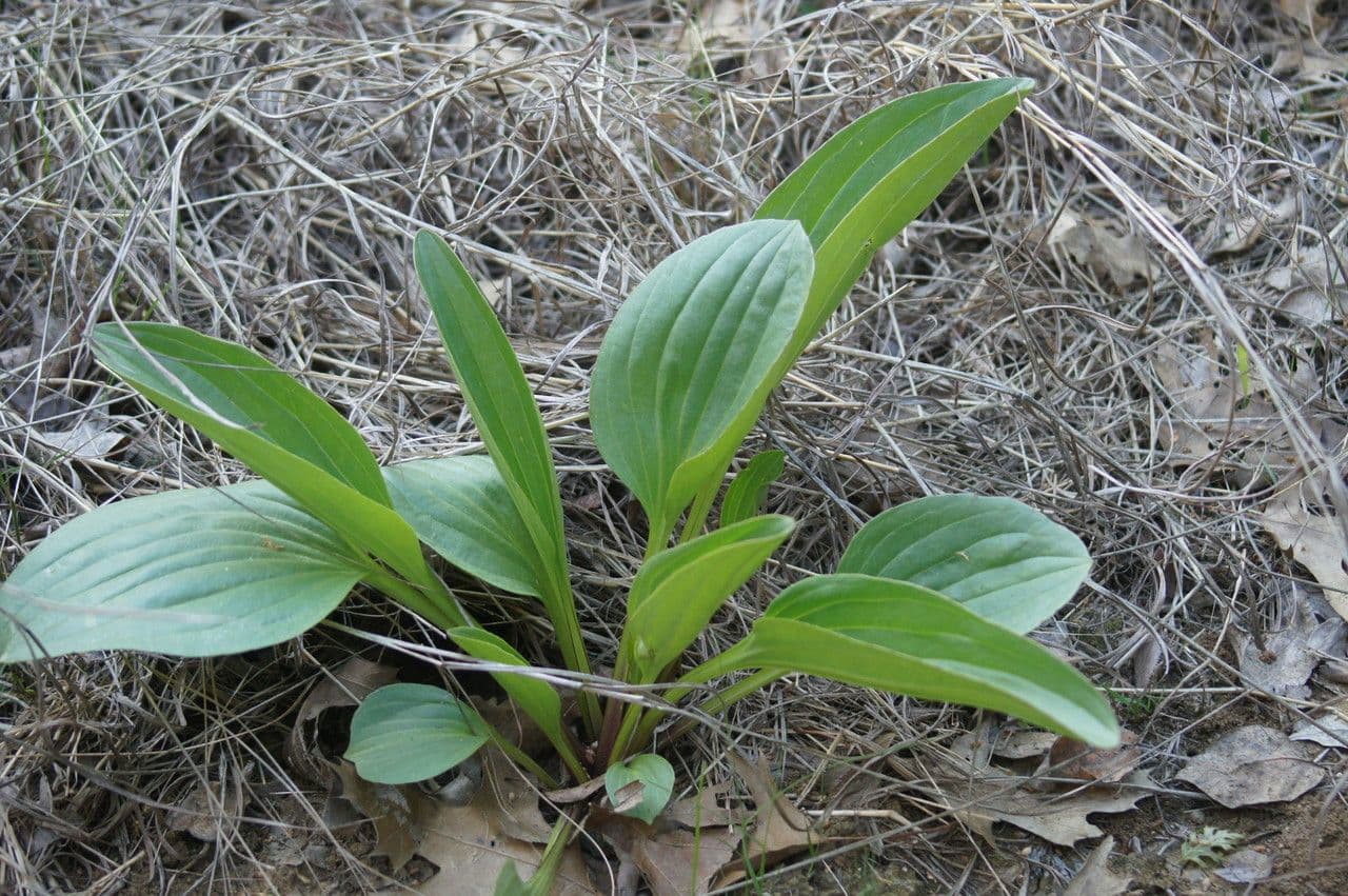 Arnoglossum plantagineum 9