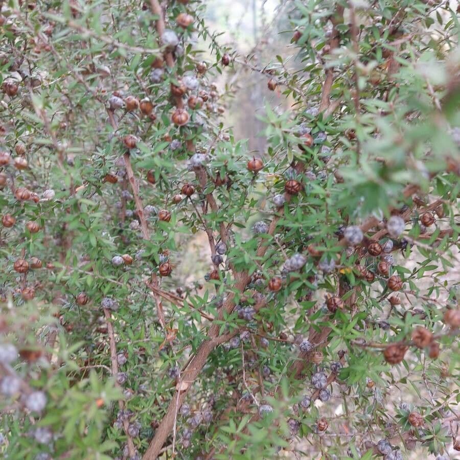 Manuka 19
