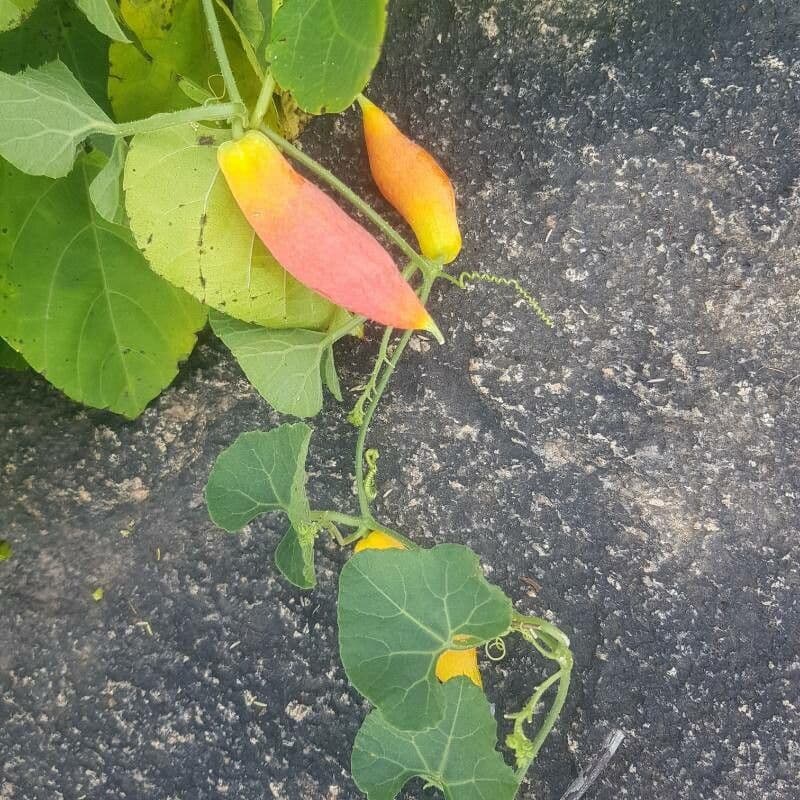 Zucca annuale 2
