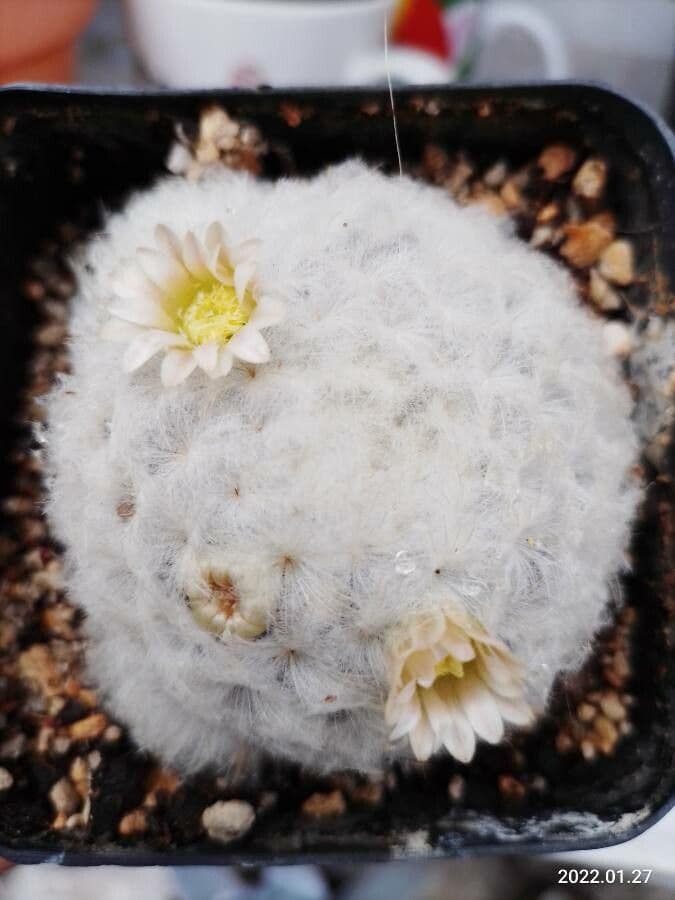 Cactus pluma 17