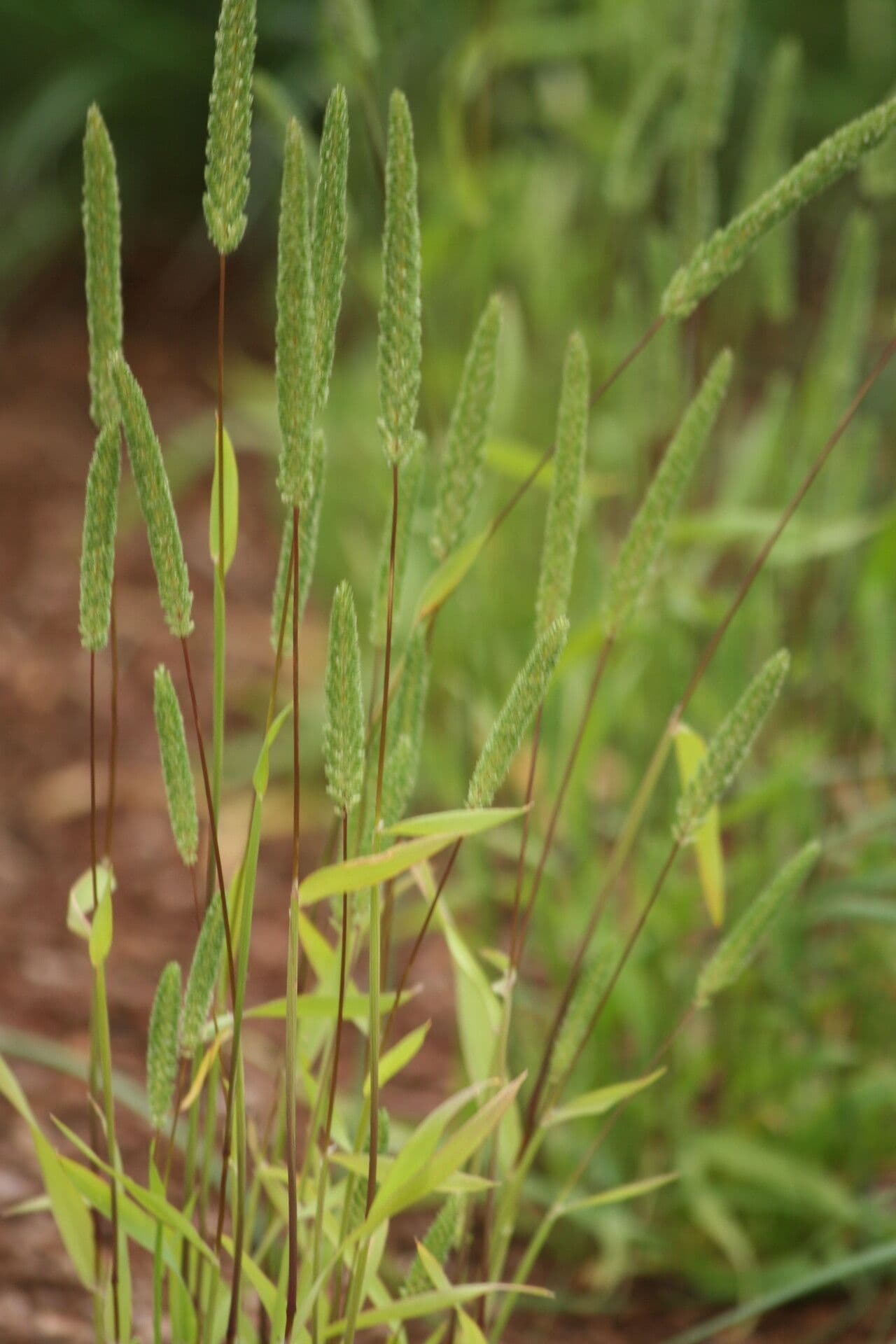 Phleum paniculatum 2