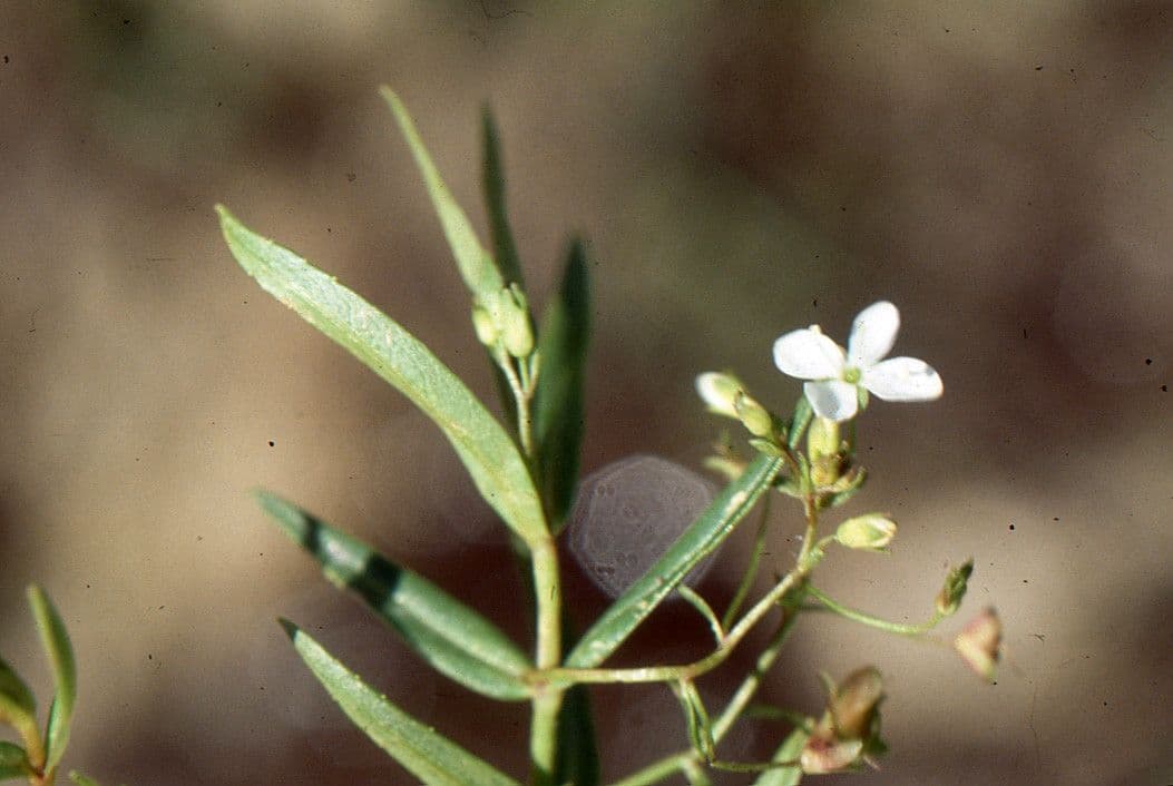 Veronica scudata 16