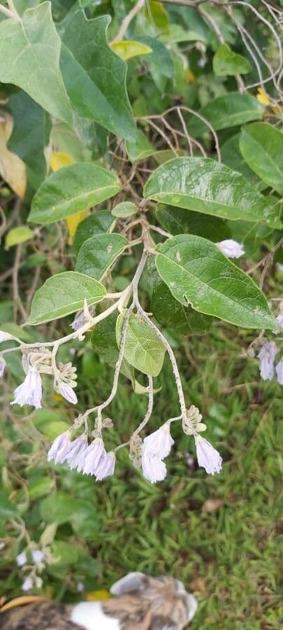 Solanum paniculatum 12