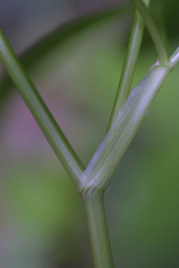 Criptotaenia canadensis 20