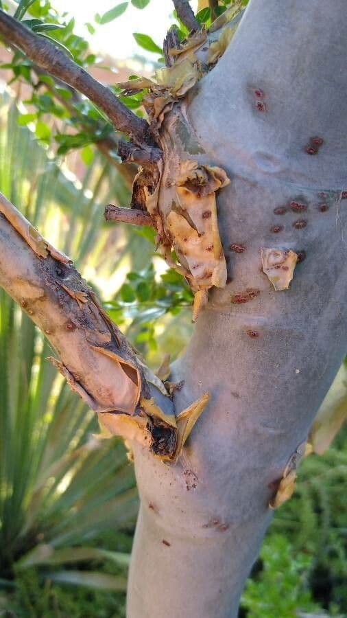 Bursera profumata 12