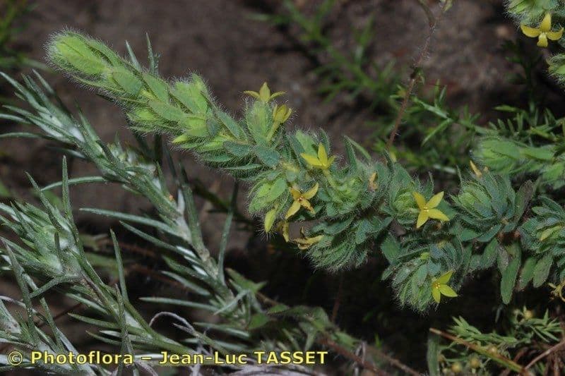 Tímelaea villosa 6