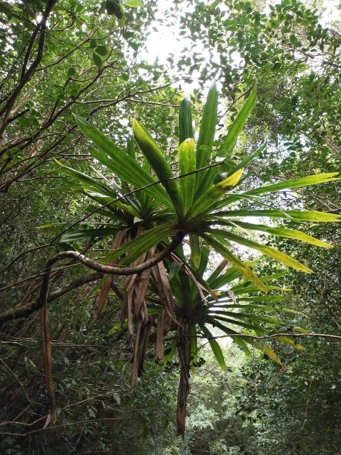 Pandanus pourpre 11