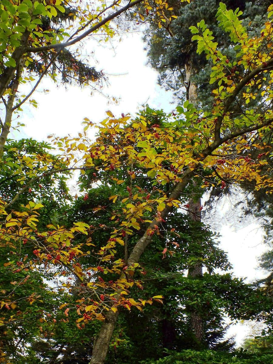 Ilex decidua 15