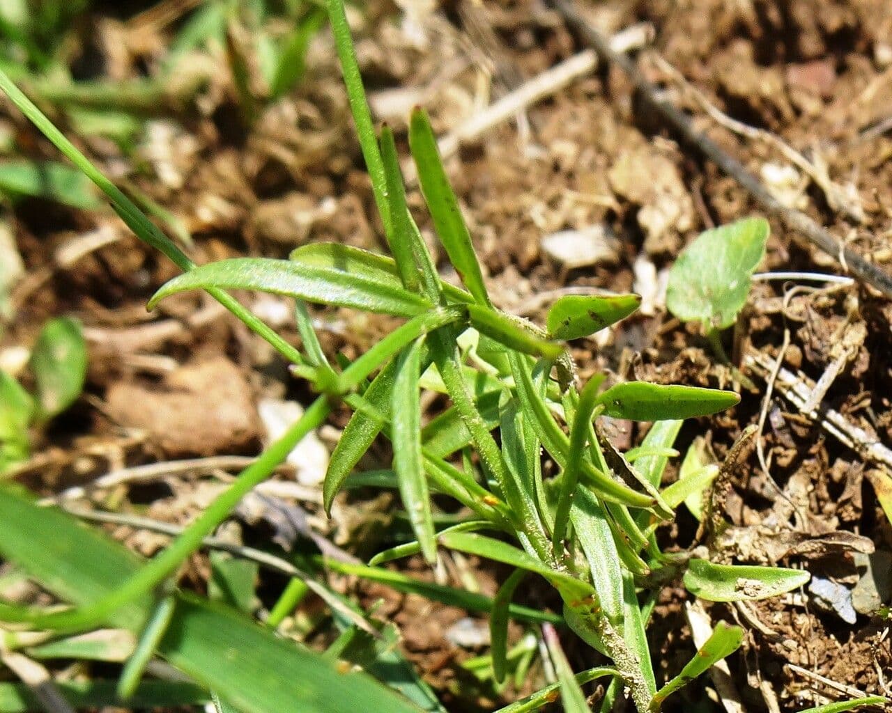 Campanula di Scheuchzer 19