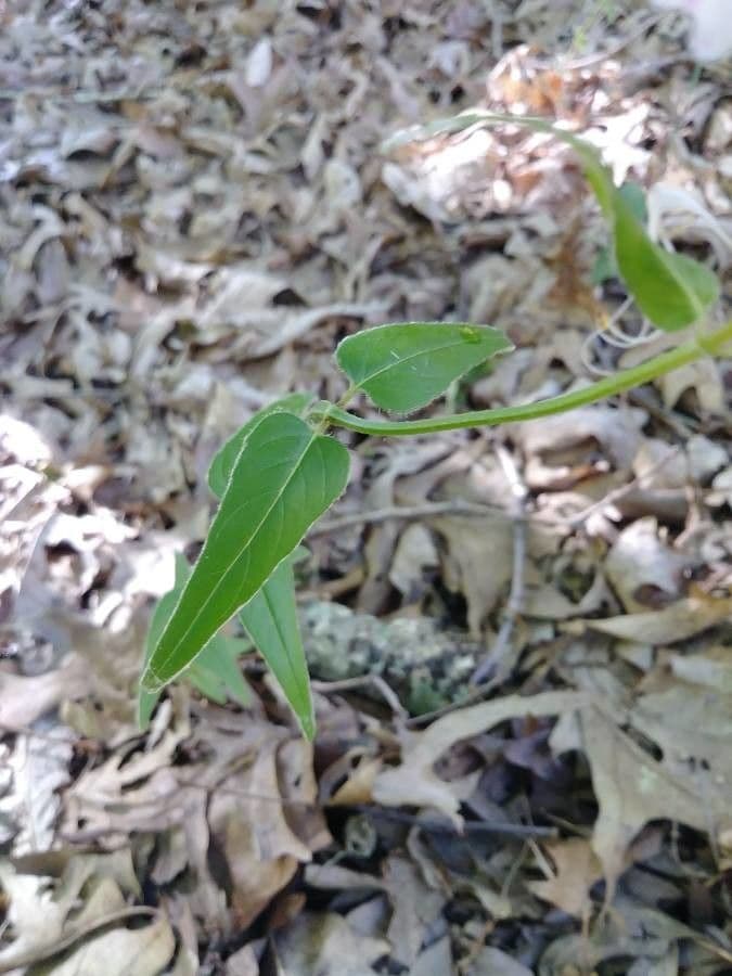 Monarda basilico 11