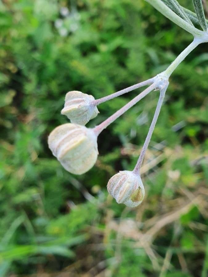 Gomphocarpus 22