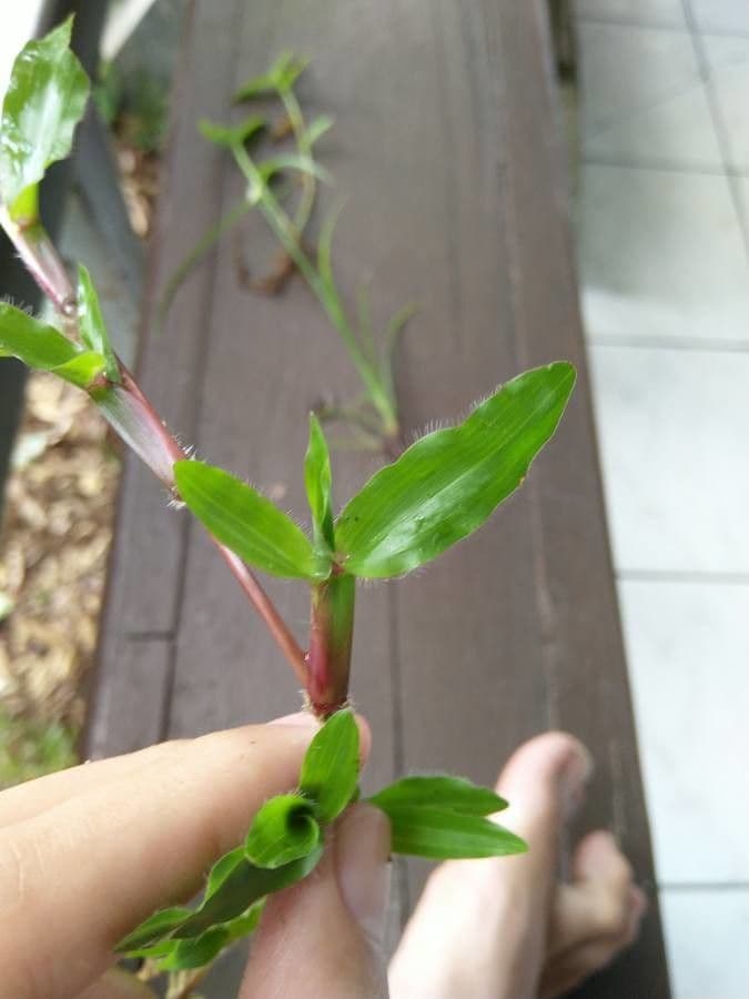 Axonopus compressus 9