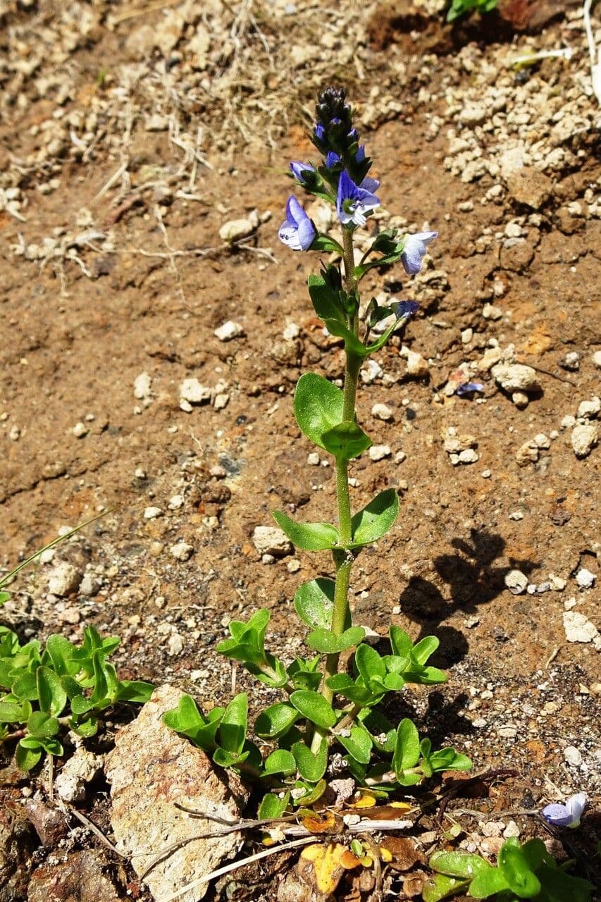 Veronica serpilifolia 13