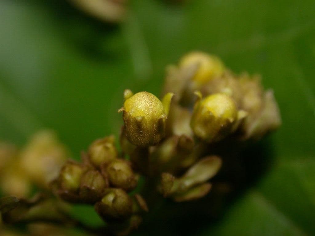 Jubelina 3
