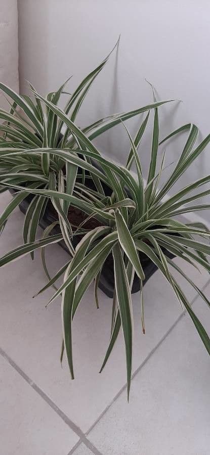 Chlorophytum 19