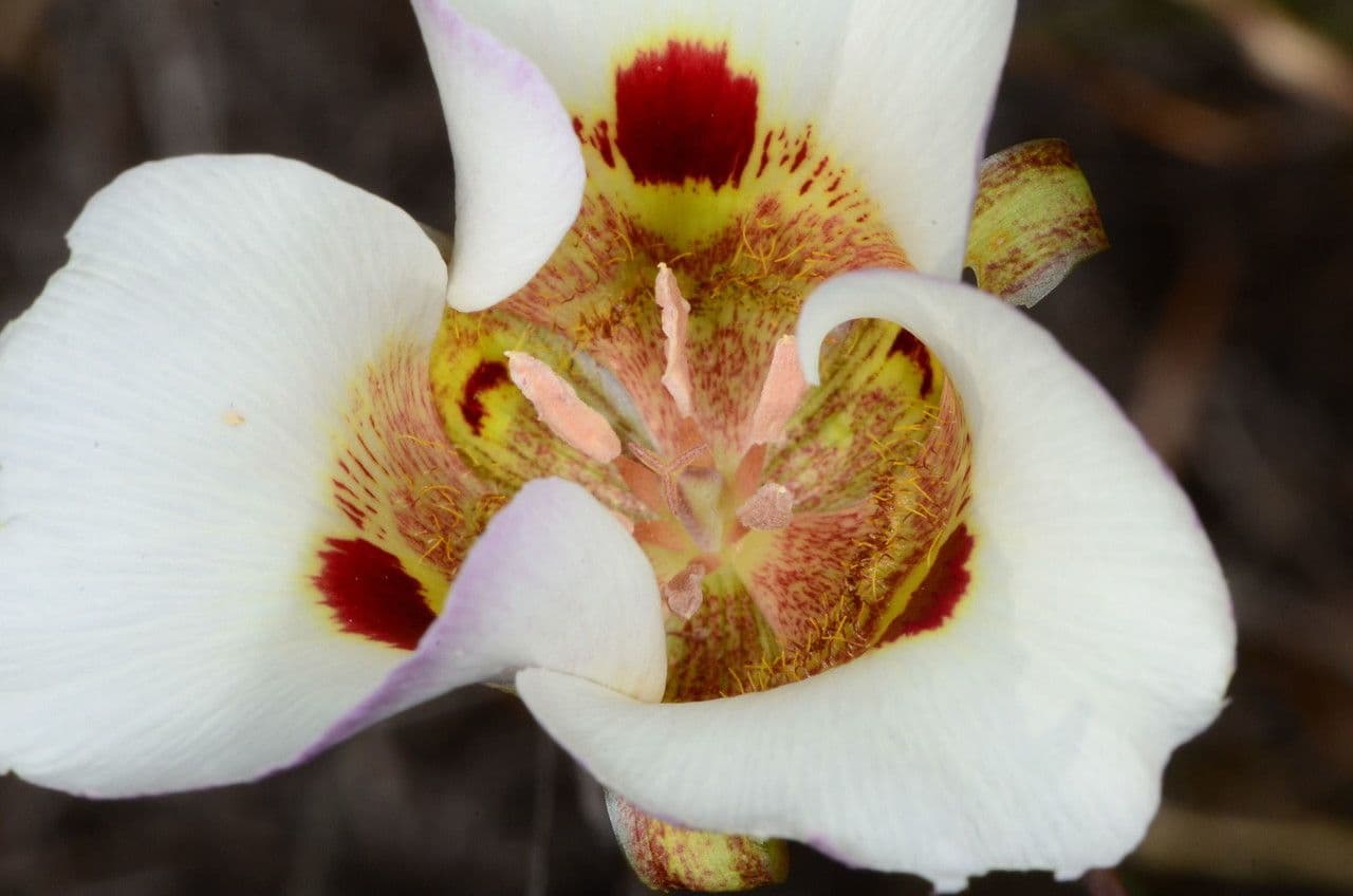 Kalochortus 4