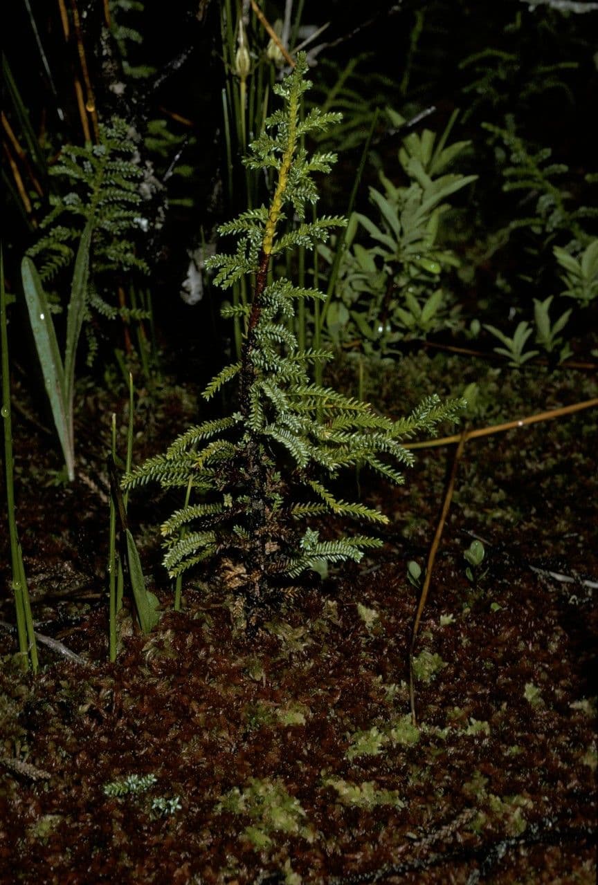 Pilgerodendron chilský 16