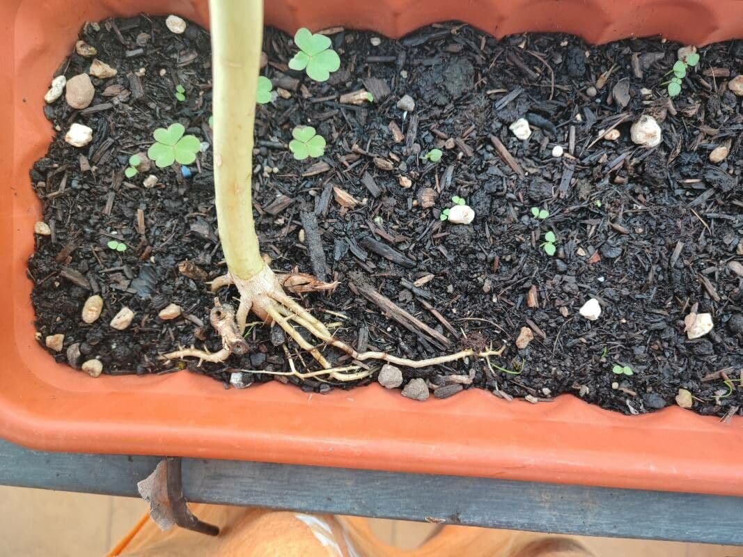 Tournesol géant 22